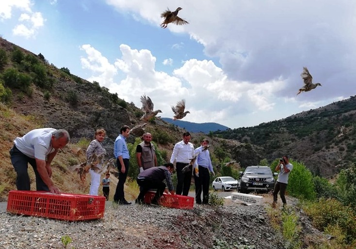 Şebinkarahisar ve Çamoluk ilçelerinde Doğaya bin keklik salındı