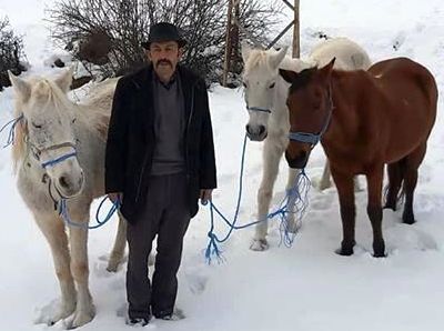 Sahipleri Tarafından Donarak Ölüme  Terk Edilen Yılkı Atlar Hayırseverler Tarafından Kurtarıldı