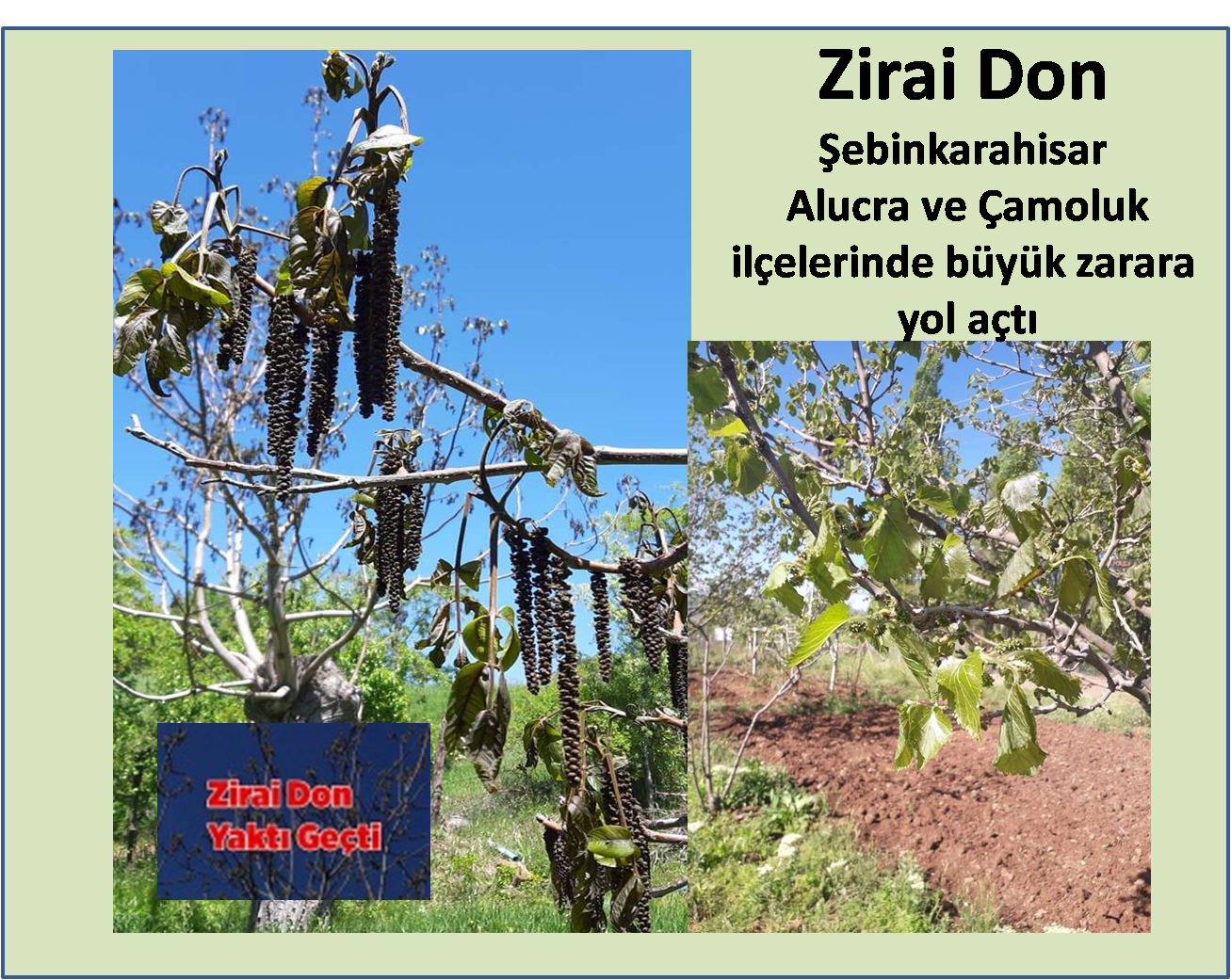 Zirai Don Yaktı Kavurdu