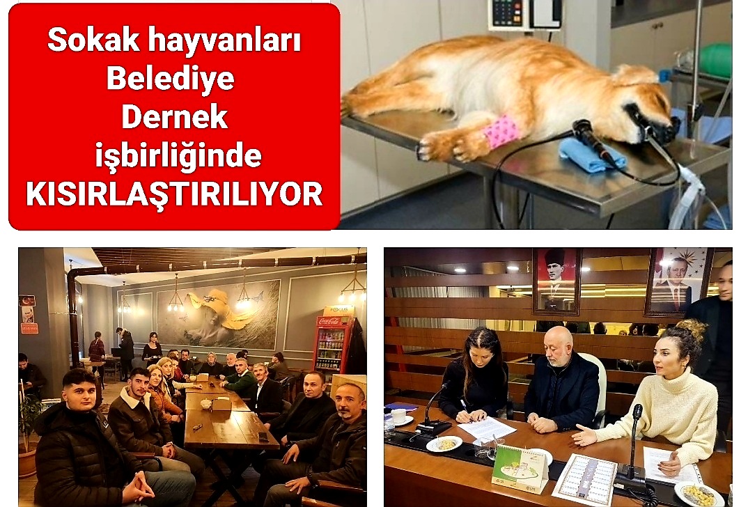 Sokak Hayvanları Kısırlaştırılıyor